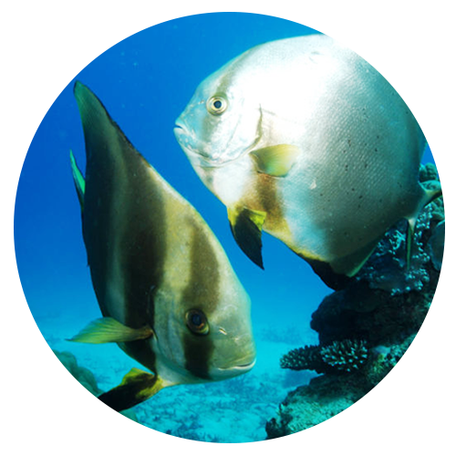 2fish a fish swimming under water