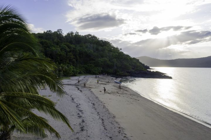 a group of palm trees on a beach near a body of water