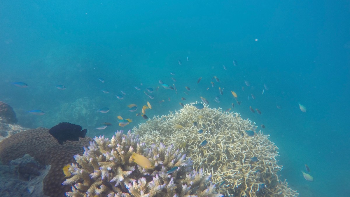 underwater view of a coral