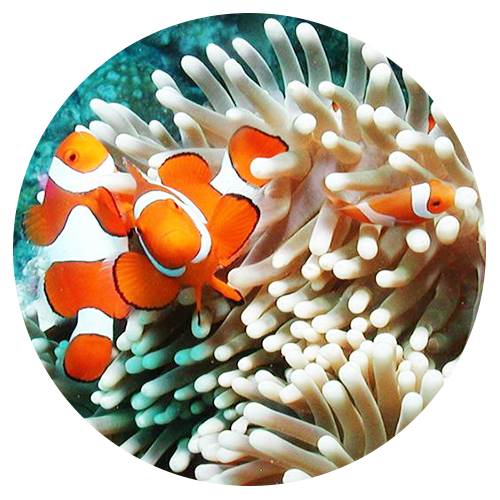 nemo a close up of a coral