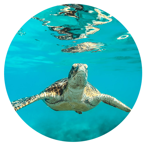 turle a turtle swimming under water