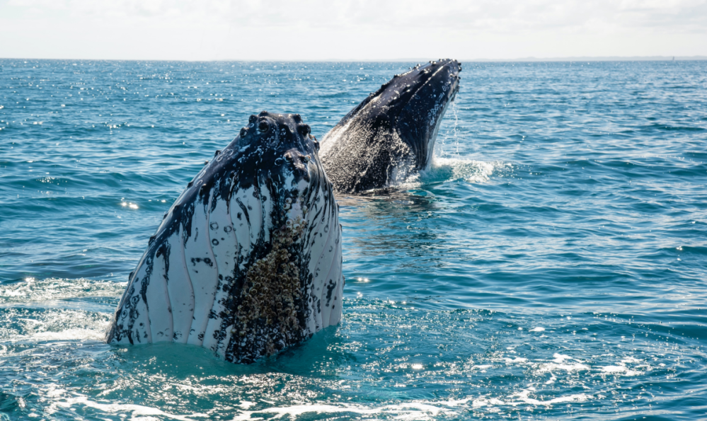 a whale jumping out of the water