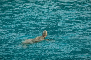 a large body of water