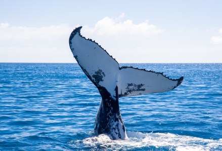 a whale jumping out of the water