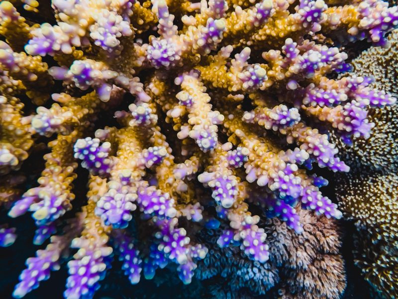 a close up of a flower