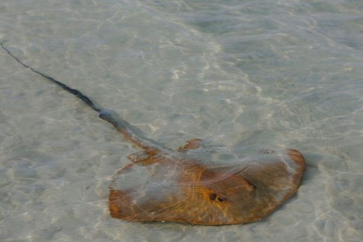 a large reptile in the water