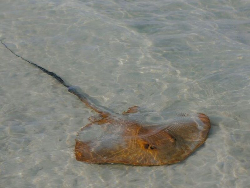 a large reptile in the water