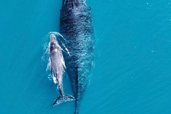 a fish swimming under water