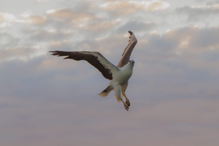 a bird flying in the sky