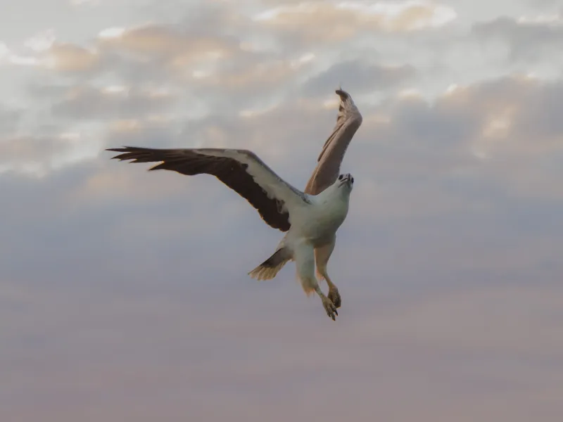 a bird flying in the sky