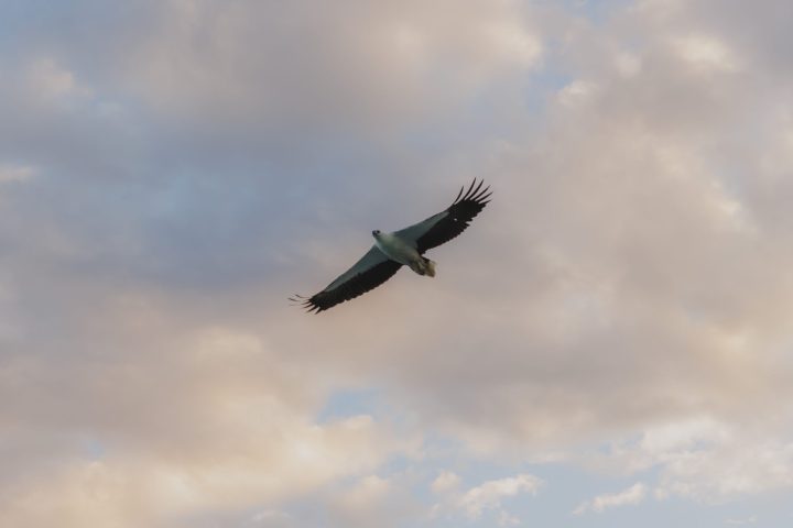 a bird flying in the air on a cloudy day