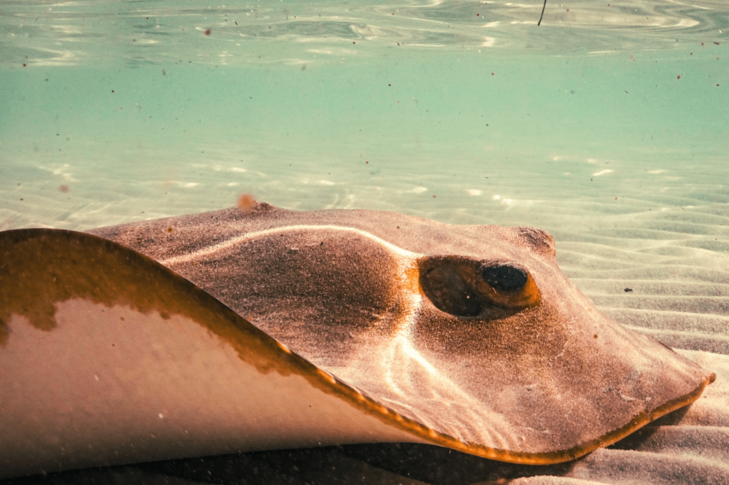 a turtle in the water