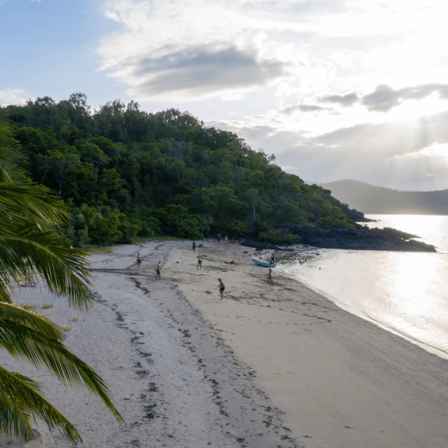 a group of palm trees on a beach near a body of water