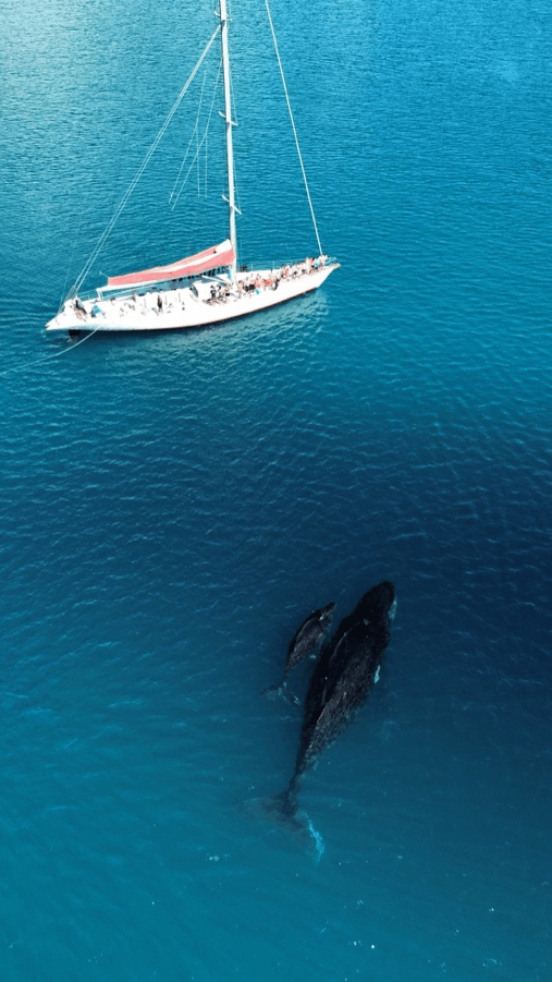 Sailboat on blue ocean with two whales swimming beneath the water surface.