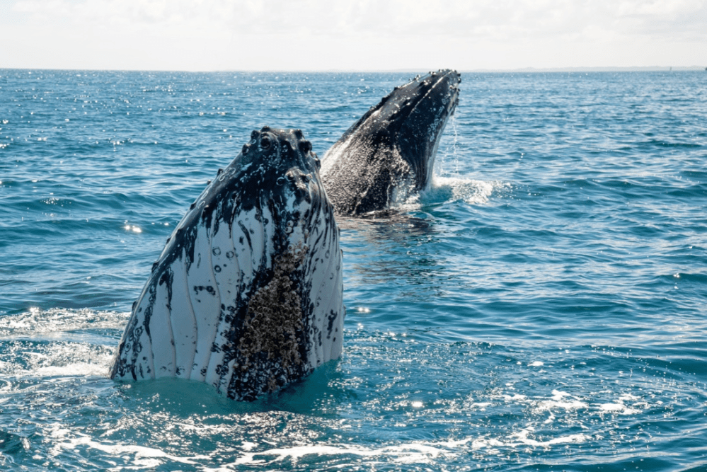 Two humpback whales breaching in the ocean under a clear sky.