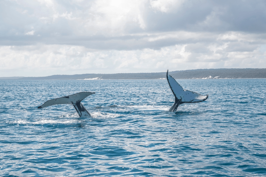 Two whale tails protruding from ocean water under a cloudy sky.