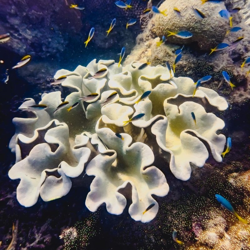Underwater scene with white coral and small blue and yellow fish swimming around.